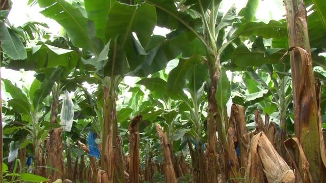 Fusarium Oxysporum f  sp cubense  R4T смотреть онлайн