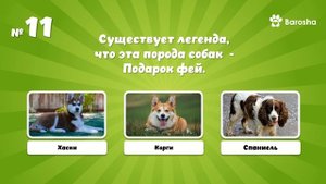 👌 Викторина 👌 Угадай породу собак 👌
