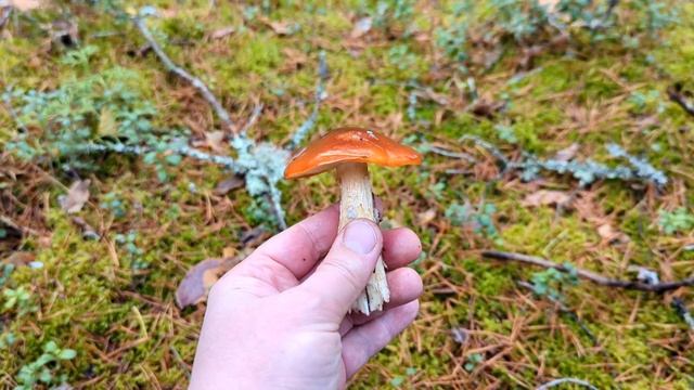 Паутинник слизистый (Cortinarius mucosus). Как выглядит гриб на месте произрастания.