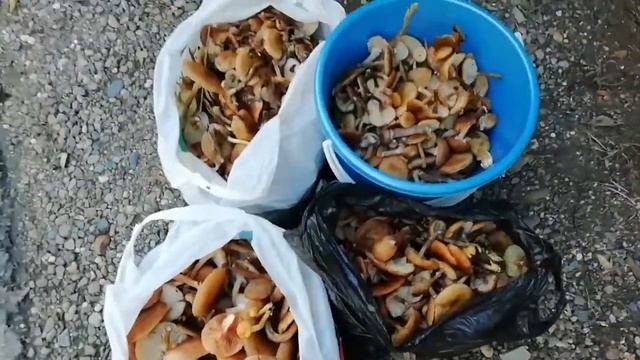 Вика грибник! Набрали 4 ведра опят! смотреть онлайн