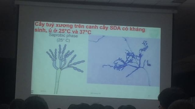 220319 - Ký sinh trùng - Bệnh do Penicillium marneffei - Bệnh do Sporothrix schenckii смотреть онлайн
