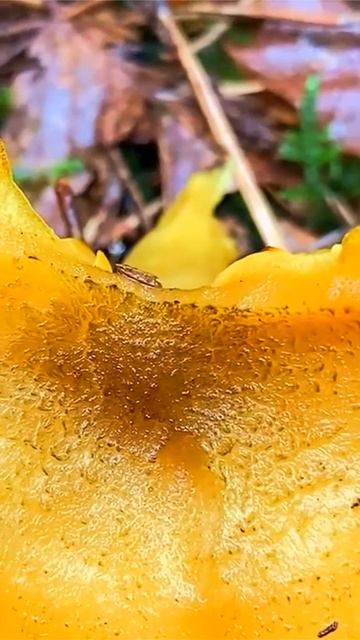 Рядовка украшенная (Tricholomopsis decora) short #shorts