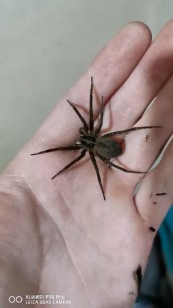 Holding a water spider - Dolomedes Sp.