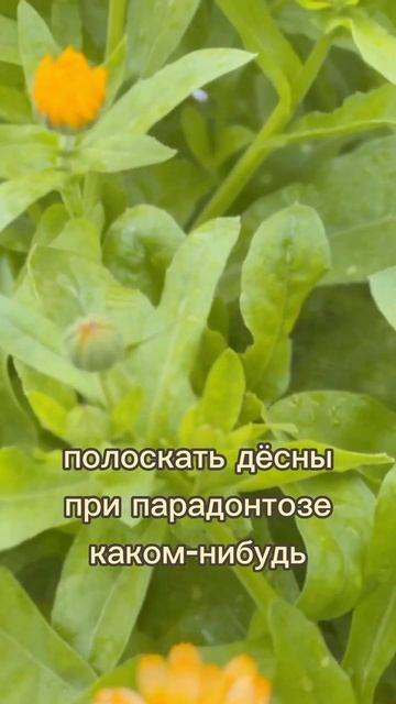 Вы точно не знали, насколько полезны эти листочки! смотреть онлайн