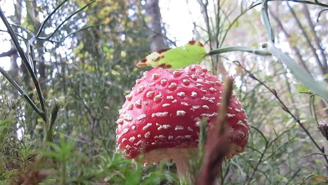 Мухоморна песня на Мурчунге смотреть онлайн
