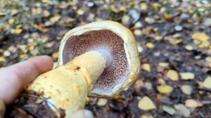 Паутинник триумфальный (Cortinarius triumphans). Как выглядит гриб на месте произрастания.