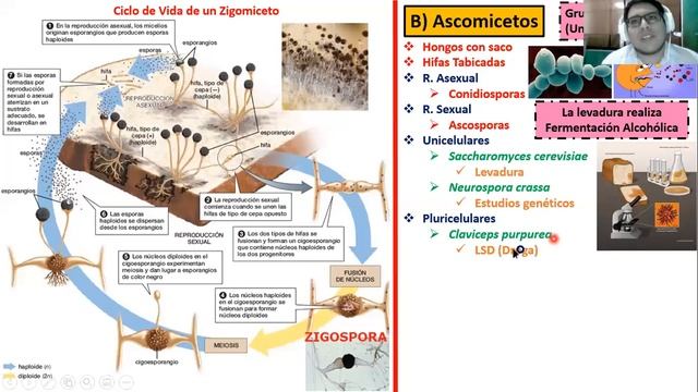 REINO FUNGÍ смотреть онлайн