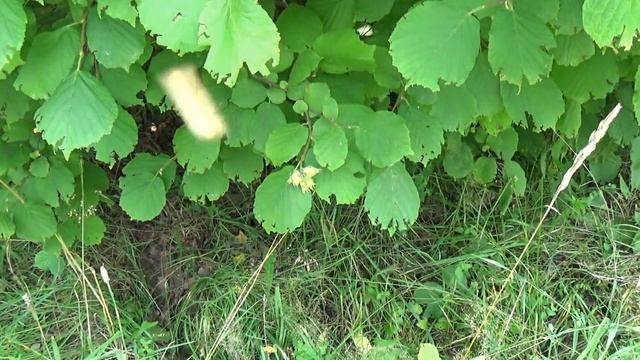 Поездка в грибы часть 1 смотреть онлайн