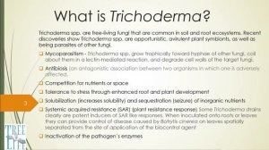 What is Trichoderma