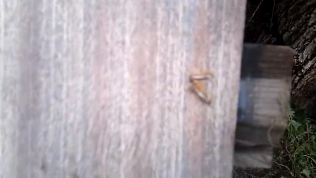 Обзор на халабуду смотреть онлайн