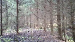 Гуляем по лесу. Отдыхаем душой.