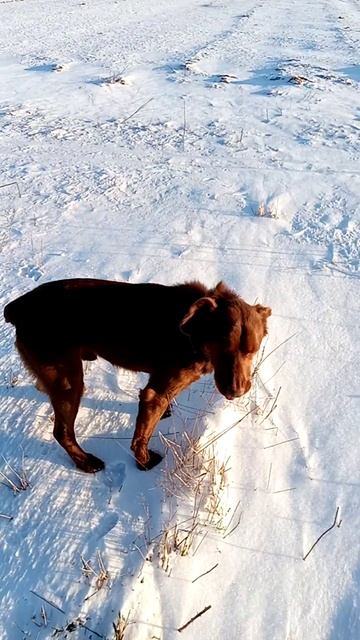Когда в деревне нет ледового дворца, но есть коньки и желание кататься! смотреть онлайн