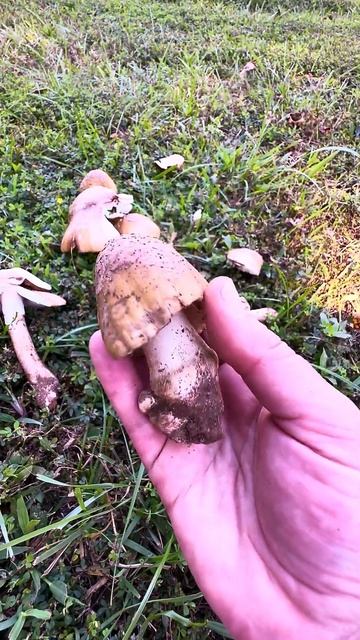 Don't be shy! ID tips for blusher mushrooms #fungus #mushroom #foraging #mycology смотреть онлайн