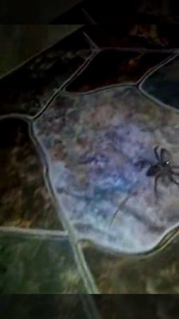 Spider vs lizard