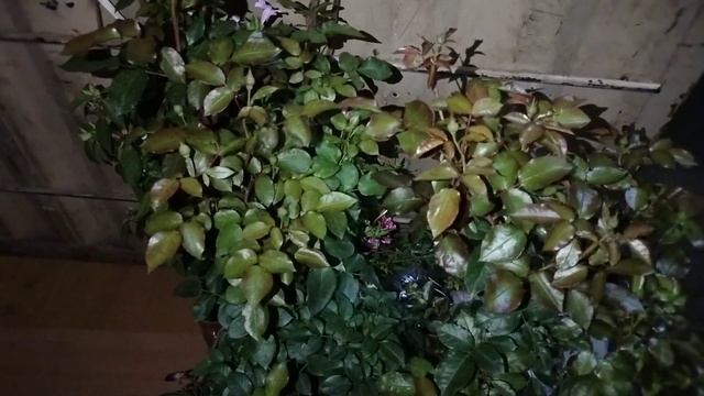Today's parcel online sale plants Sai hi-tech Nursery Garden#onlineplants#all over India delivery