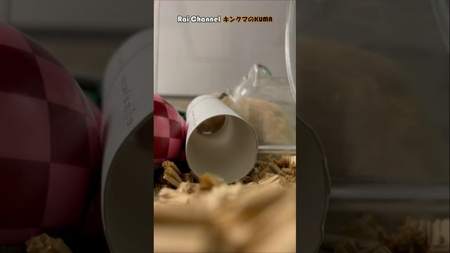 ハムスターがトイレットペーパーの芯を潜って出てくる瞬間が可愛い【かわいいハムスター】