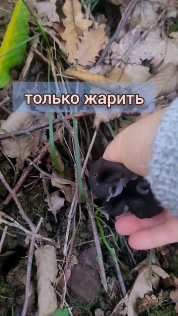 Гриб который стоит 10 000 руб за 1 кг смотреть онлайн