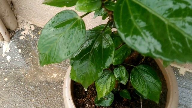 Hibiscus plant care and how to control mealybugs using organic pesticides in tamil