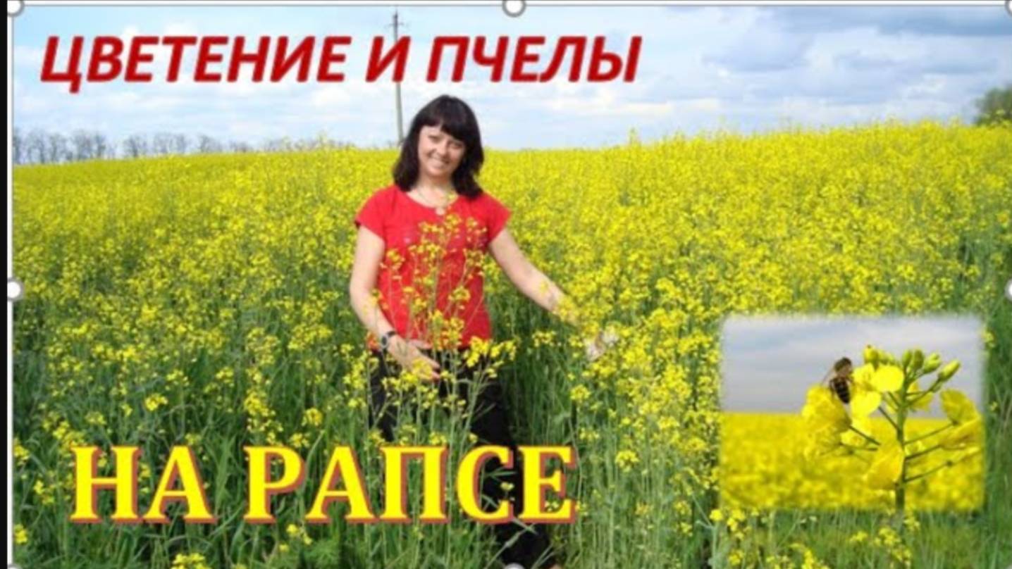 Кочёвка на рапс