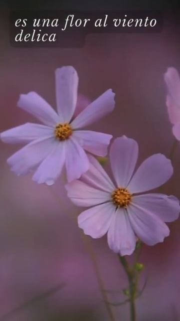 A su retrato poetry education literature barroco lectura shorts