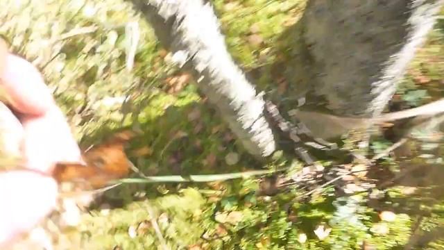 По грибы 2014  (часть 5) смотреть онлайн