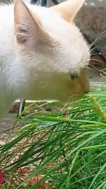 Eating some salad to keep his digestive tract healthy. Be like Pincho, eat your veggies!