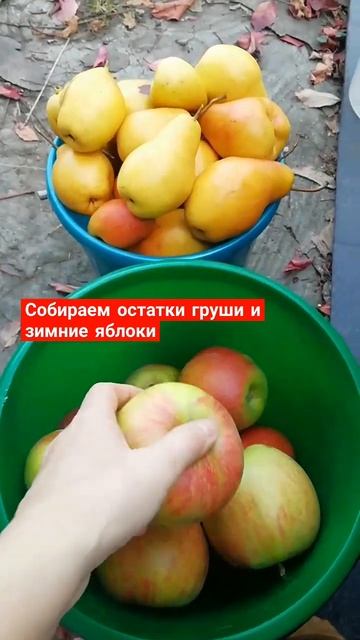 Урожай осенних груш и зимних яблок #сборгруш #зимниеяблоки смотреть онлайн