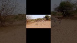 Ослы-самцы хотят спариваться, но его хозяйка этого не желает@Animalslife142