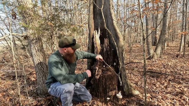 Puffball Mushroom смотреть онлайн