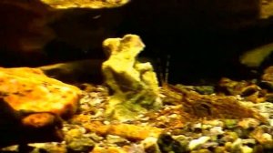 #Aquarium.  Креветка макробрахиум и рыбы.  Архив.