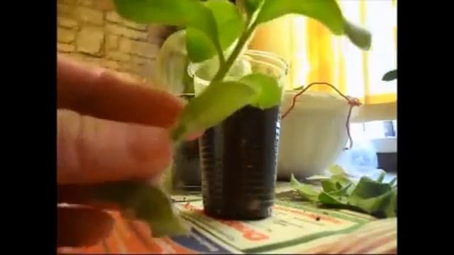 Петуния. Размножение петуний черенками смотреть онлайн