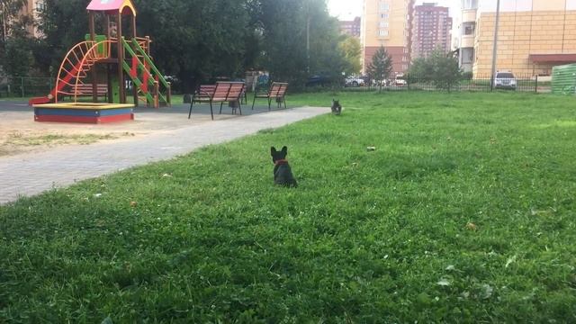 Игры бульдогов. Французские бульдоги Детройт и маленькая Рокси смотреть онлайн