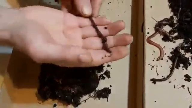 Результат скрещивания навозника с подлистником смотреть онлайн