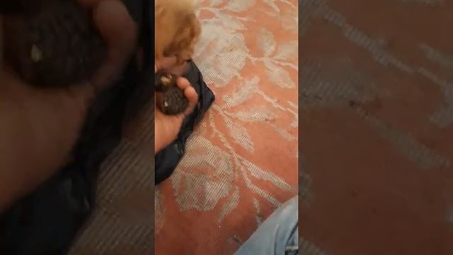 Труфел смотреть онлайн