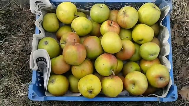 Как сохранить яблоки до весны. МИНИ ПОГРЕБ ИЗ ВЕДРА смотреть онлайн