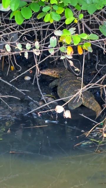 5 Asian water monitor's secret hideout from humans / Biawak air #varanussalvator #wildanimals