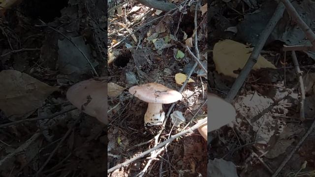 Загадка грибника №10 смотреть онлайн