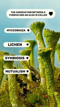 Association of alga and fungi #short #lichens #biology#ashortaday