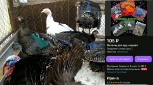Что делать, чтобы индюк не ранил индюшек?