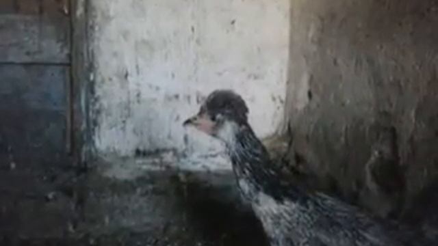 куры и петухи смотреть онлайн