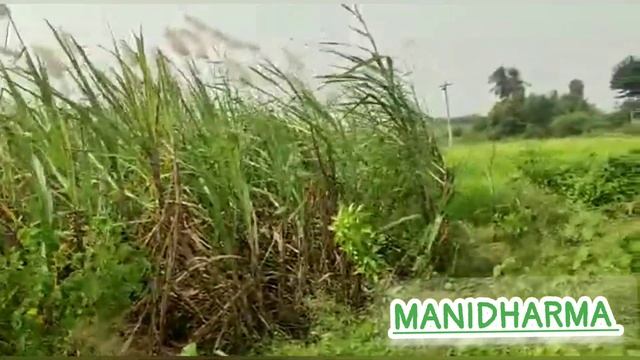 OrganicFarming |Manidharma | Biotech |Chennai | Biofertilizer
