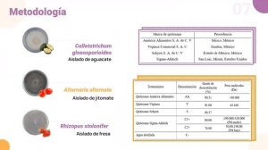 Efecto in vitro de quitosanos comerciales en el crecimiento micelial de hongos fitopatógenos – Marí