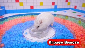 Большой ЛАБИРИНТ-БАССЕЙН с ШАРИКИКАМИ для УМНОГО ХОМЯКА ! Видео для детей