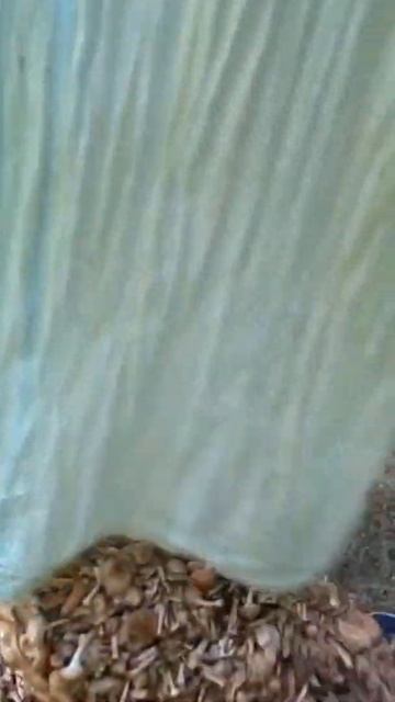 Невероятный сбор лесных грибов / #shorts смотреть онлайн