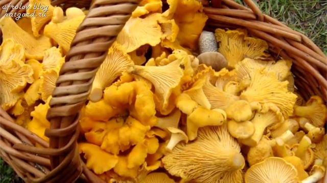 ГРИБ ЛИСИЧКА  Избавляет от ПАРАЗИТОВ глистов и лечит ПЕЧЕНЬ !