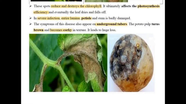 Alternaria solani life cycle, early blight of potato, symptoms, mycelium, conidia, diseases cycle