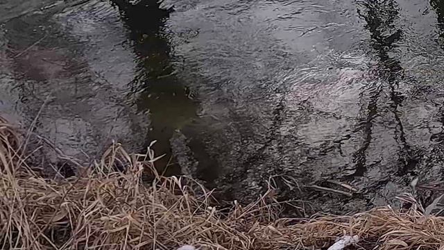 PSTRĄG 50cm ! PROVOCATOR daje ryby! смотреть онлайн