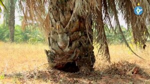 Disease Management in Oil Palm