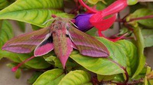Elephant Hawk Moth that does not look promising