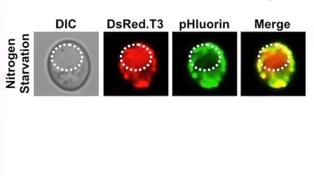 Fluorescence Microscopy Assay:Monitoring Mitophagy-Yeast Saccharomyces cerevisiae l Protocol Previe смотреть онлайн